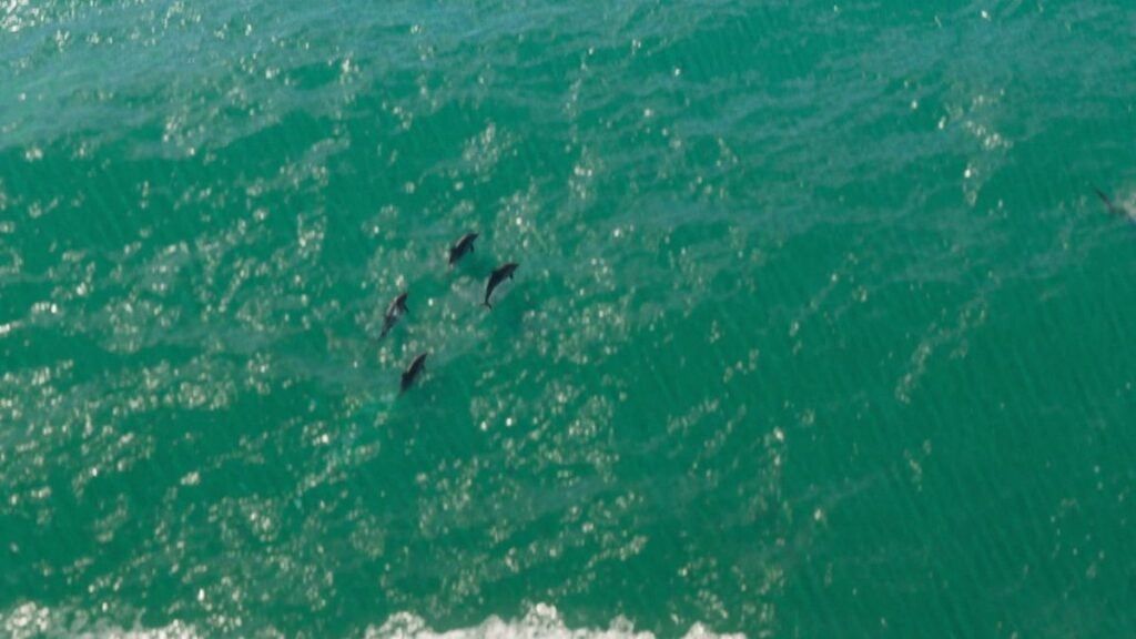 Un groupe de dauphins nage au large de Vice City dans GTA VI