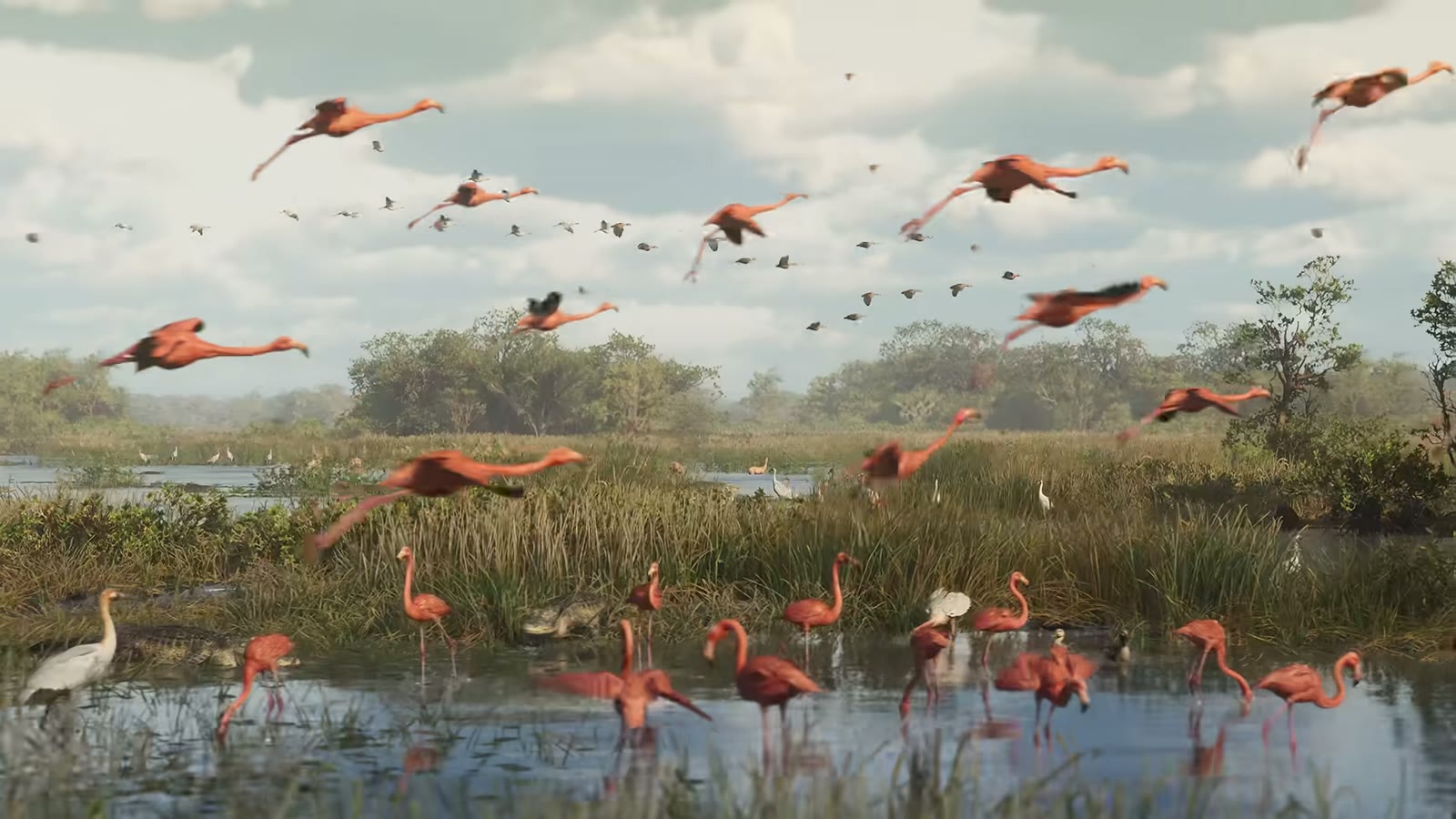 Une colonie de flamants roses s'envole au-dessus des marais